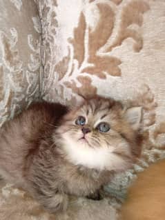 pure persian  punch face kitten