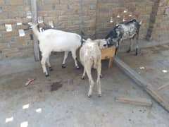 2 Goats , bakrian, path