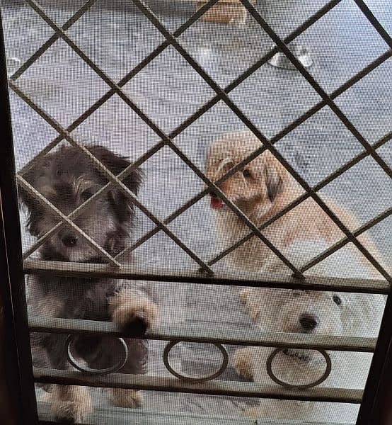 Tibetan terrier and maltipoo mix puppy 4