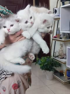 Playful and healthy kittens for sale - persian - triple coat