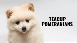 Pomeranian Pups
. Male  Available