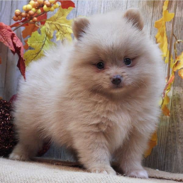 Pomeranian Pups
. Male  Available 1