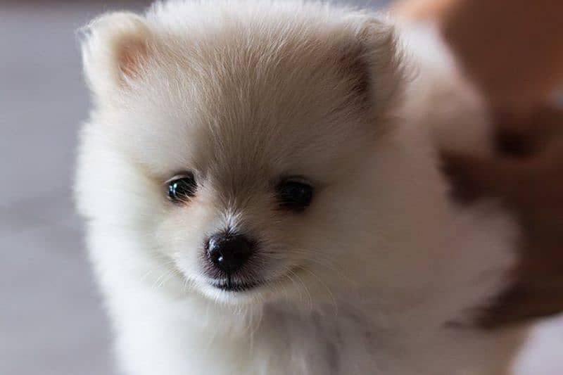 Pomeranian Pups
. Male  Available 2