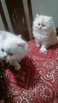 2 pair of percian kittens