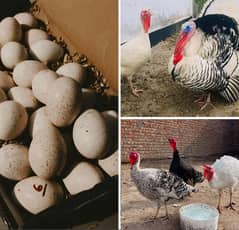 Fertile Turkey Hatching eggs / Peru