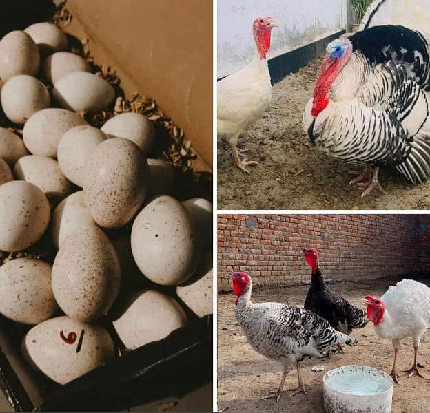 Fertile Turkey Hatching eggs / Peru 0