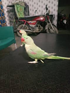 parrot talking hand tame boht pyara active