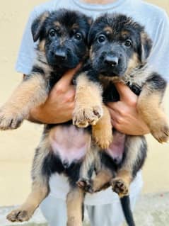 GSD puppies for sale