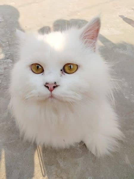 persian cat 0