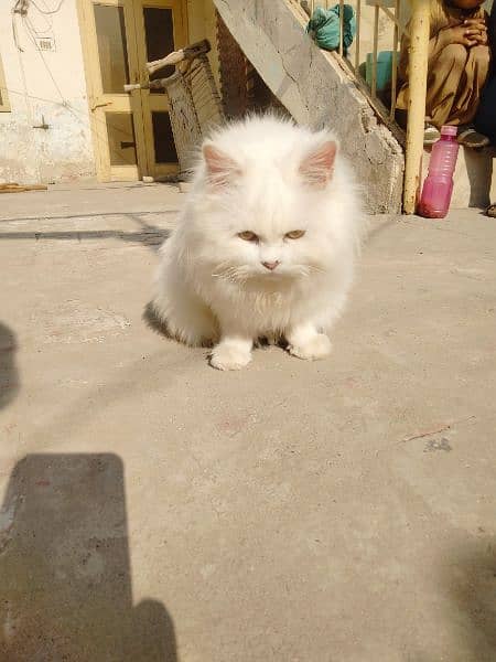 persian cat 4