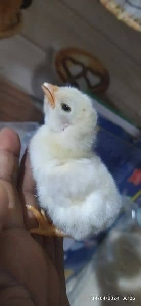 Fertile Eggs Paper White King size O Shamoo Heera Shamo Chicks 15