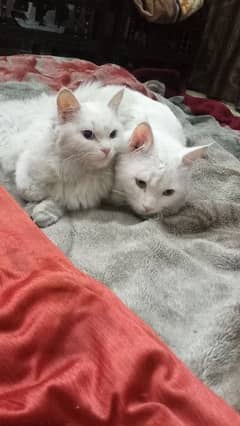 Pair of white persian cats for sale.