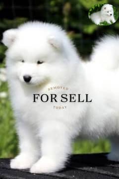 Semoyed Dog For sell 50%Discount