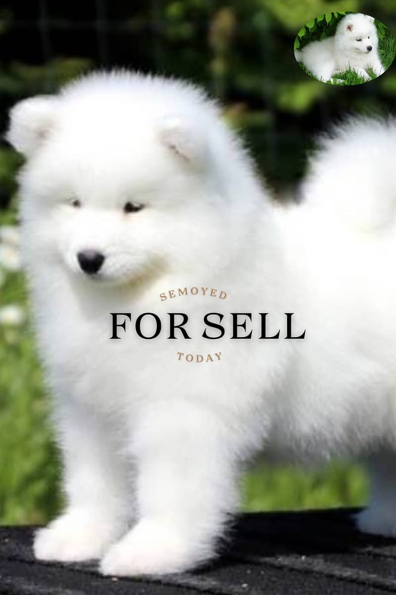 Semoyed Dog For sell 50%Discount 0
