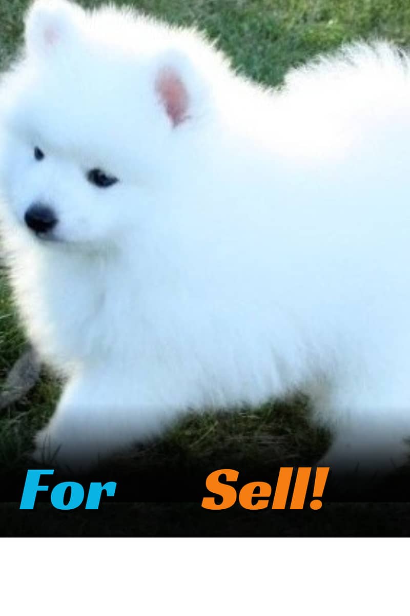 Semoyed Dog For sell 50%Discount 2