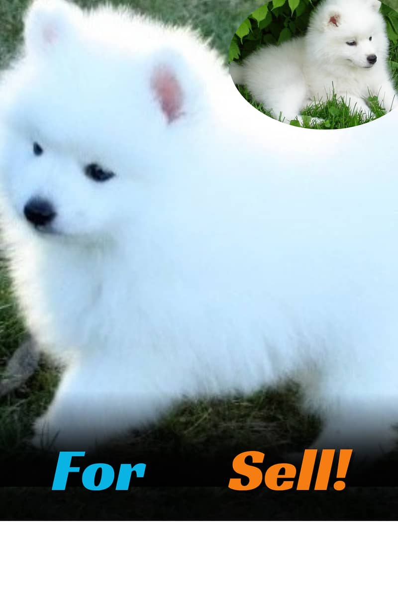 Semoyed Dog For sell 50%Discount 3