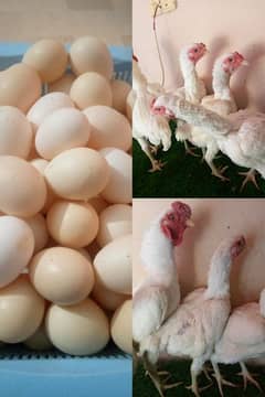 firtile eggs white ko shamo k. 03448323325