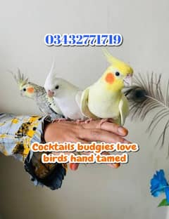 cocktails love birds budgies ringneck raw hand tamed 0343--2771719