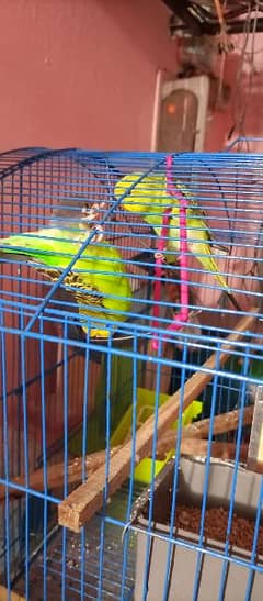 Three Budgie And One Eno Red Eye Cocktail With two cages