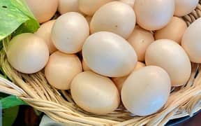 imported bentum or black turken hens99% Fertile Eggs For sale