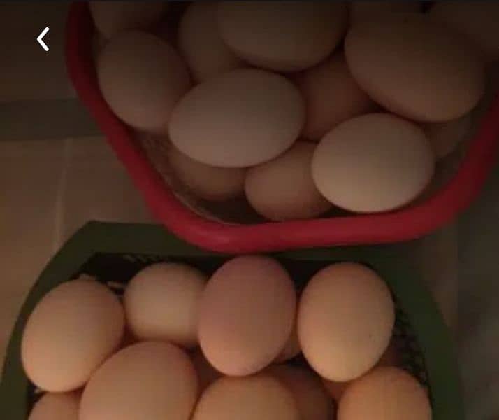 imported bentum or black turken hens99% Fertile Eggs For sale 1