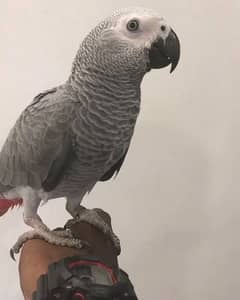 African gray parrot with dna male