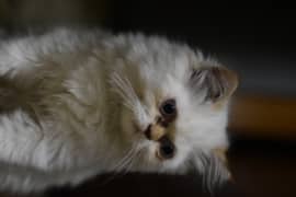 very plaful male persian cat for URGENT sale