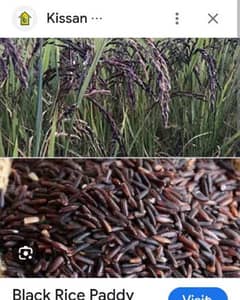Black Rice seed