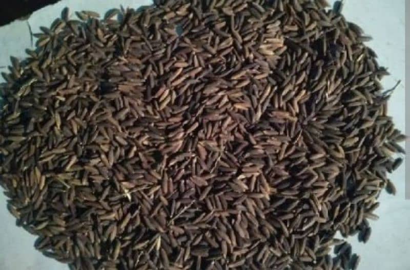 Black Rice seed 1