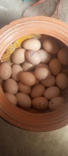 aseel eggs fresh and fertile
