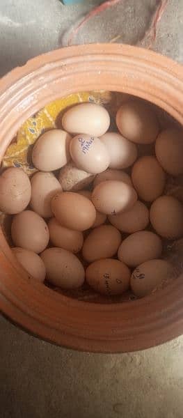 aseel eggs fresh and fertile 0