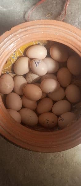 aseel eggs fresh and fertile 1