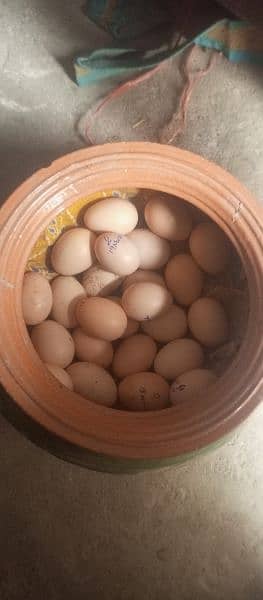 aseel eggs fresh and fertile 2