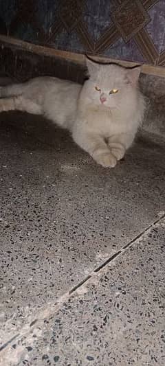 beautiful and trained cat  please contact 0343,_44,74,307