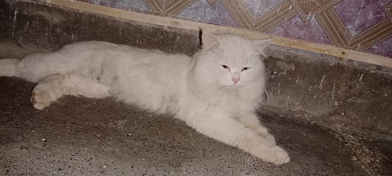 beautiful and trained cat  please contact 0343,_44,74,307 1