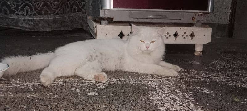 beautiful and trained cat  please contact 0343,_44,74,307 2