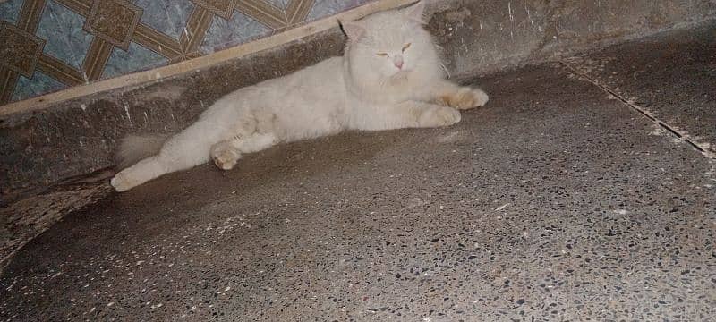 beautiful and trained cat  please contact 0343,_44,74,307 3