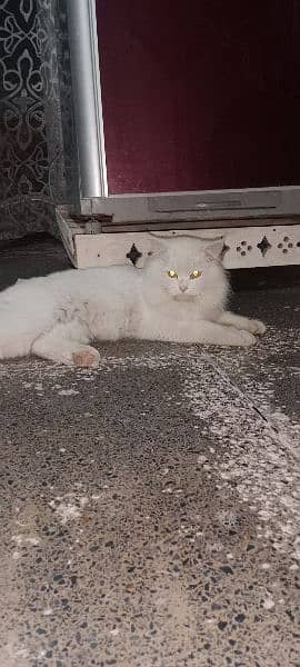 beautiful and trained cat  please contact 0343,_44,74,307 5