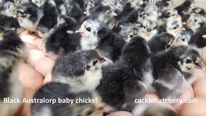 Australorp Day old Chicks | 1 Din ka choza Australorp 2