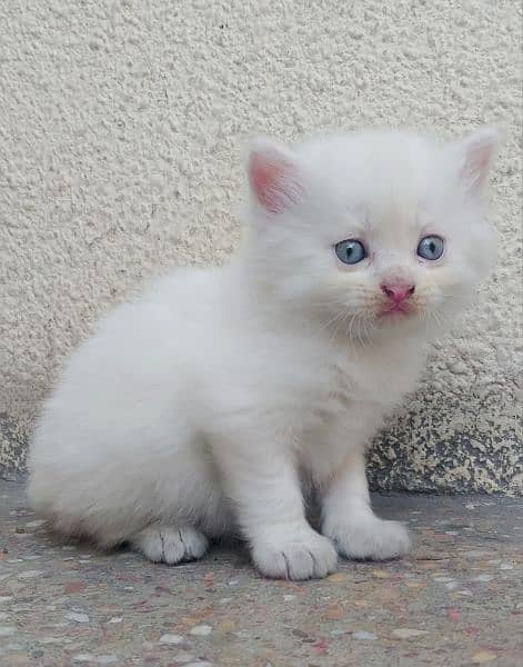 Persian cat baby white doll face 4
