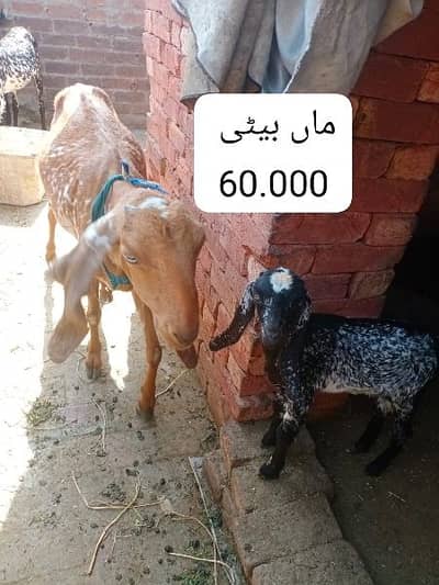 mix goats - Goats - 1085962962