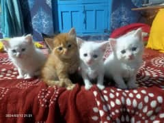 Persian Cats, Persian Kittens