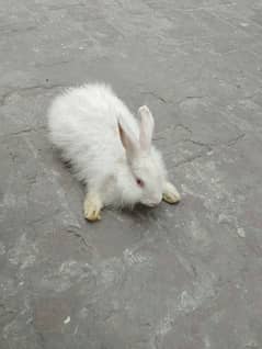 Angora Rabbit