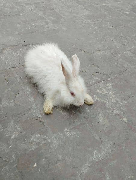 Angora Rabbit 0