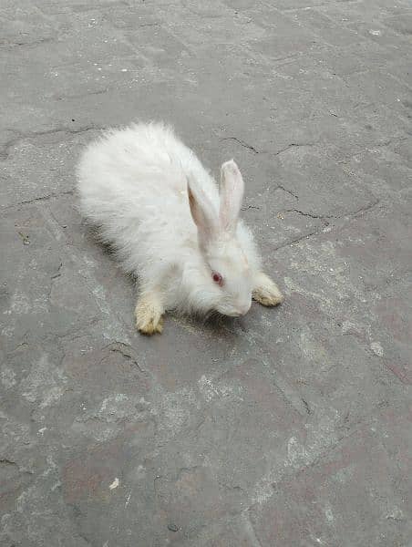 Angora Rabbit 1
