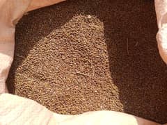 jantar seeds number one quality imported 0