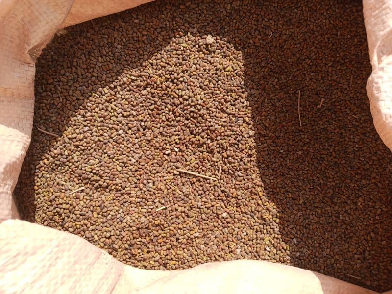 jantar seeds number one quality imported 0