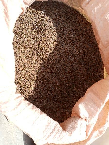 jantar seeds number one quality imported 2