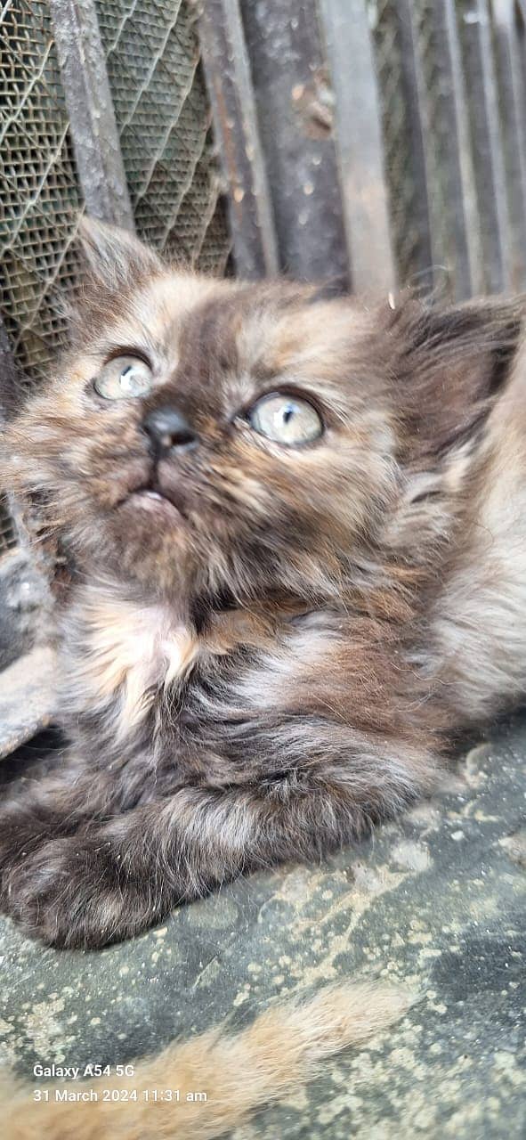 Persian pair / curly hair attractive eyes / cat for sale 3