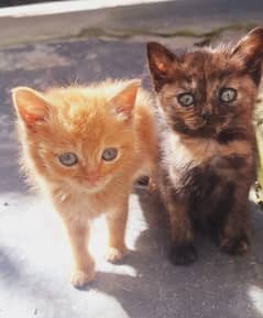 Persian pair / curly hair attractive eyes / cat for sale 0
